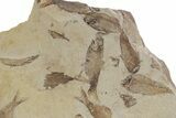 Fossil Fish (Gosiutichthys) Mortality Plate - Wyoming #357174-1